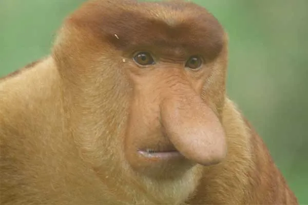 mandrill monkey