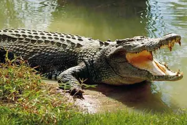 ariyalur meensurutty village paddy garden crocodile incident