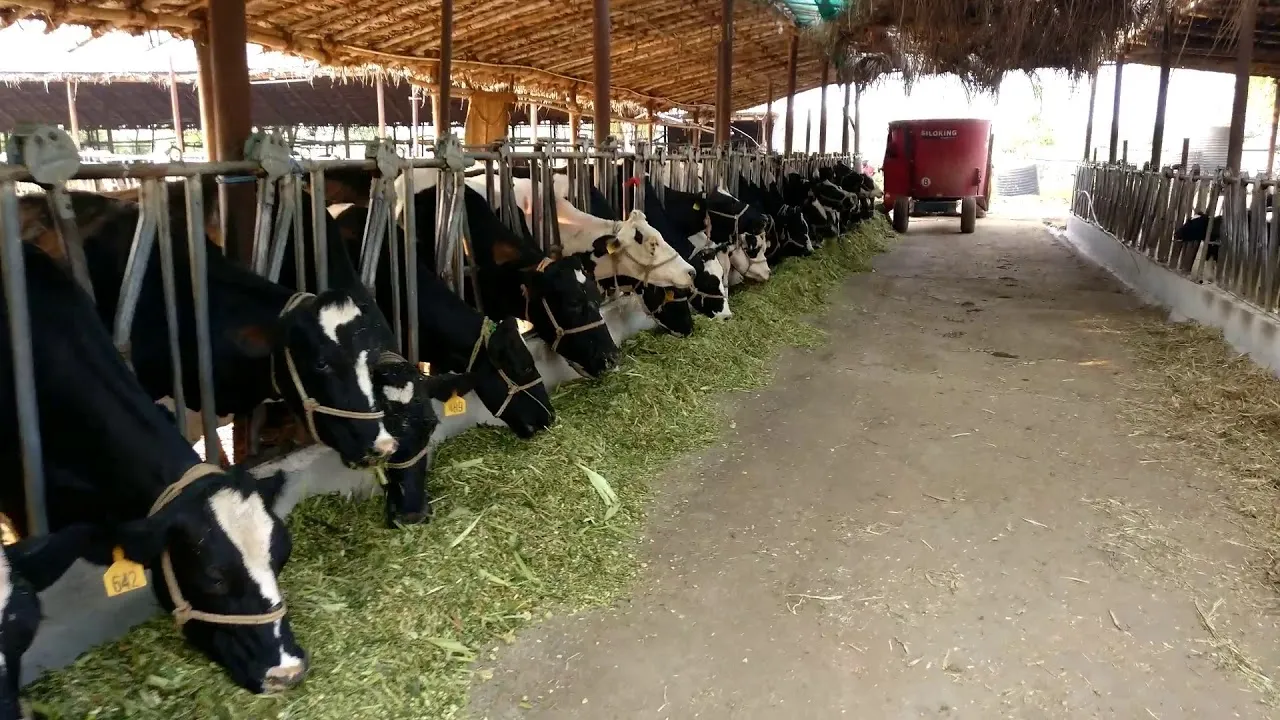 wholesale distributors of milk agents' profit