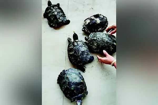 tortoise for meat in two youth caught by the police 