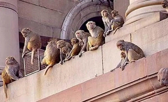 monkeys