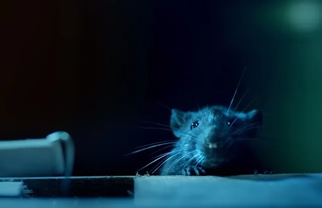 monster mouse