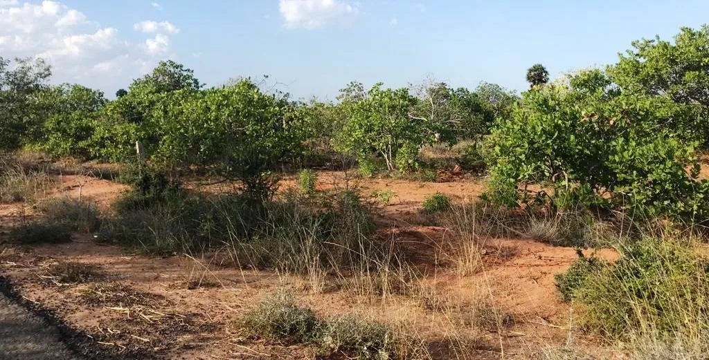  Forest Department to destroy cashew forest at once! Public protest against drought