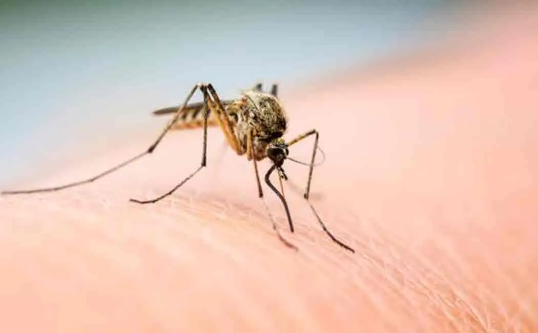 mosquito used as anti dengu agent in colombia 