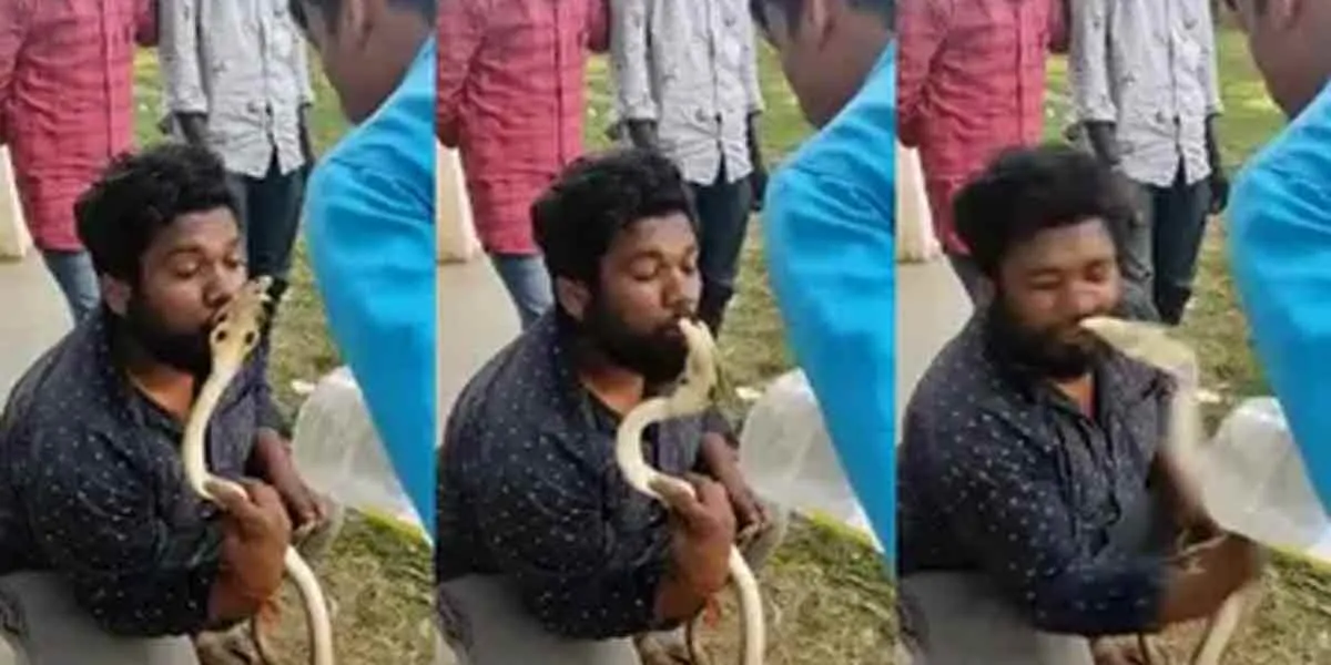 Cobra attack.. viral video 