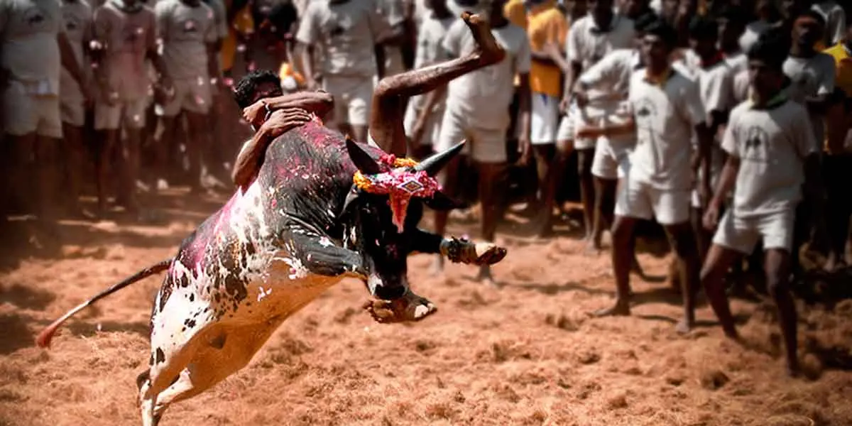  Jallikattu will be conducted as planned- Tamil Nadu Government information