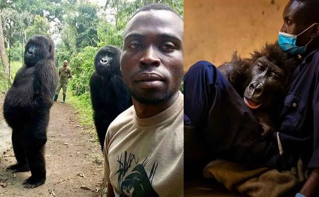Gorilla dead in the lap of the defender