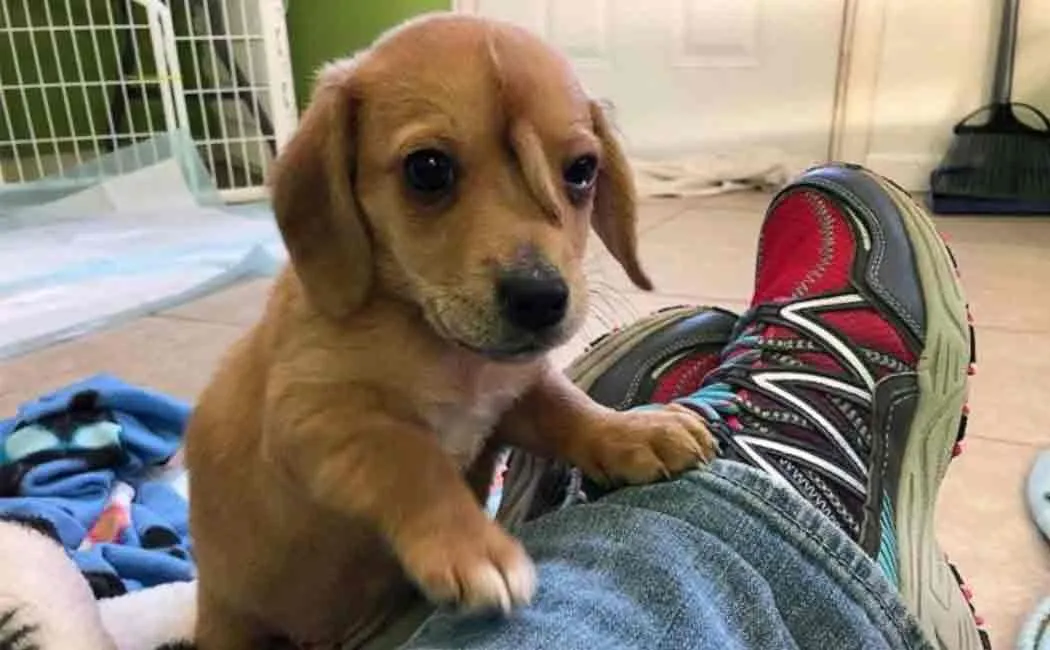 unicorn puppy video goes viral