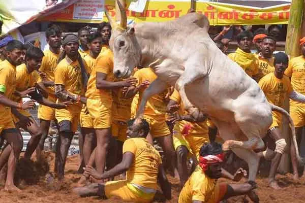 trichy district navalur kuttapattu jallikattu 