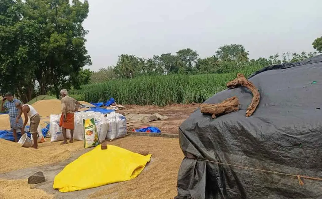 Employee suspended for fraud in paddy procurement