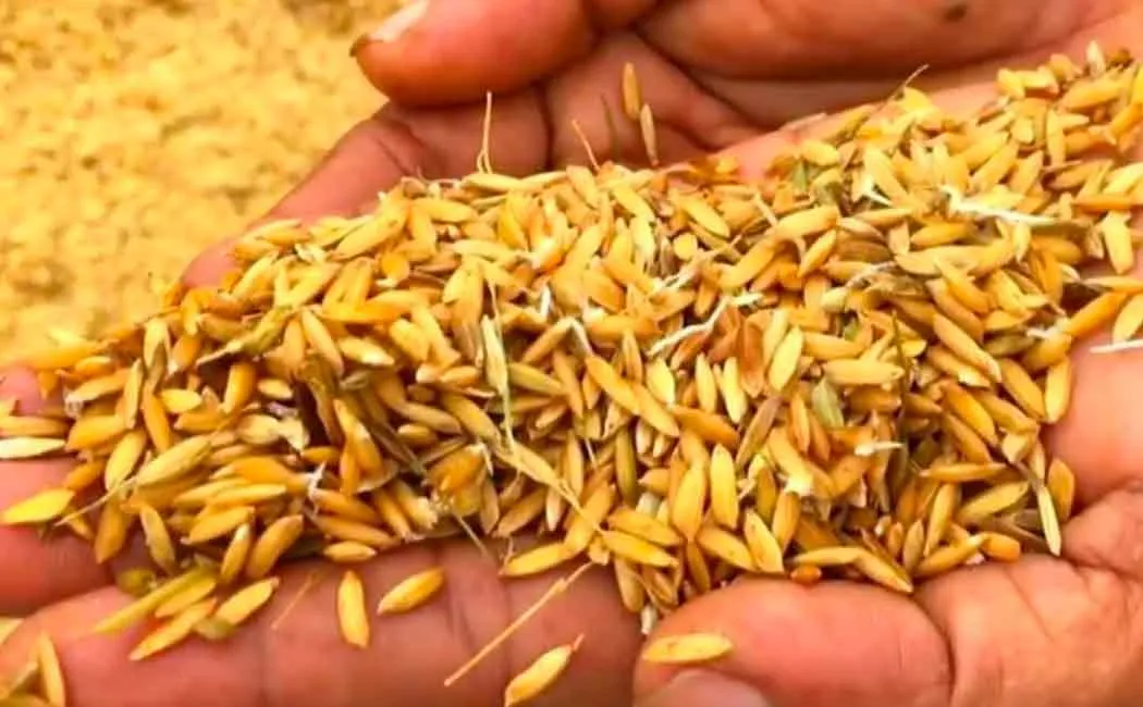 To increase the moisture level of the paddy; Mannargudi Assembly Member DRP Raja