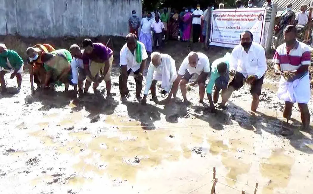 Traditional Paddy Planting Festival in Cuddalore District...