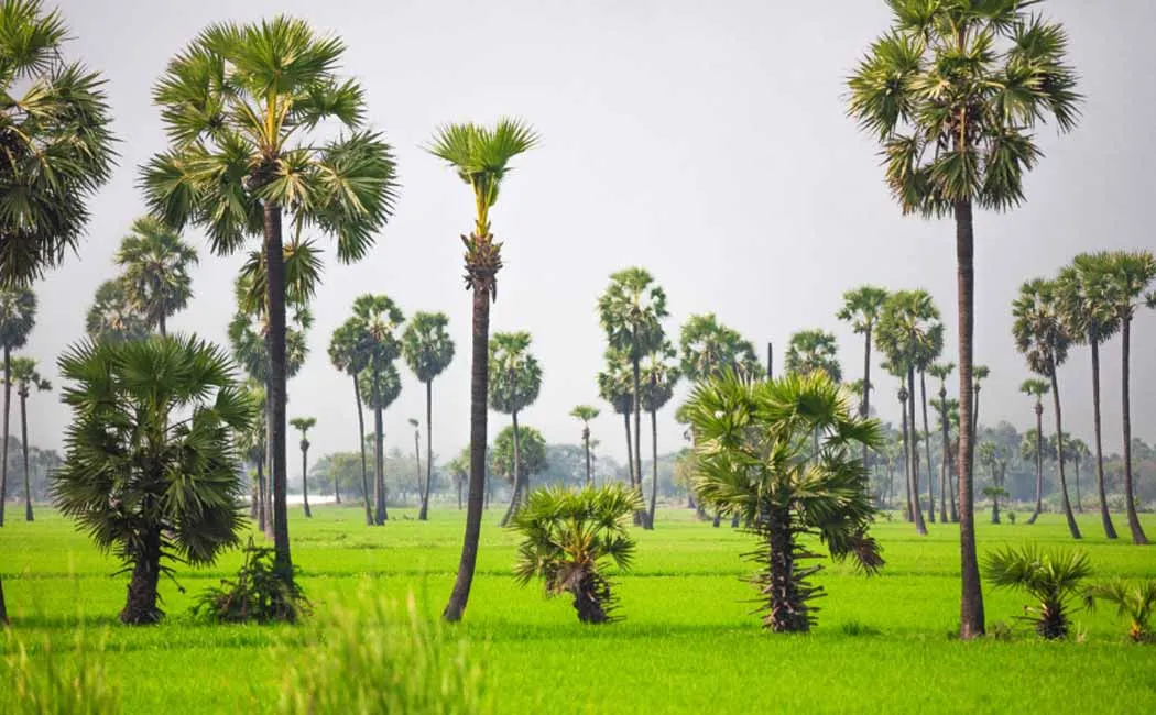 The CM congratulates the progress of the Palm Tree Workers Welfare Board