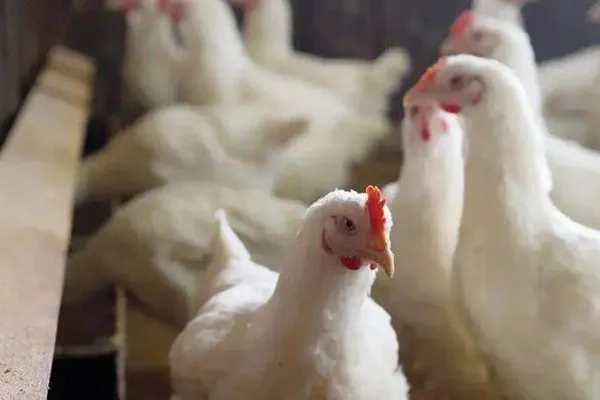 Bird flu alert for 5 districts!
