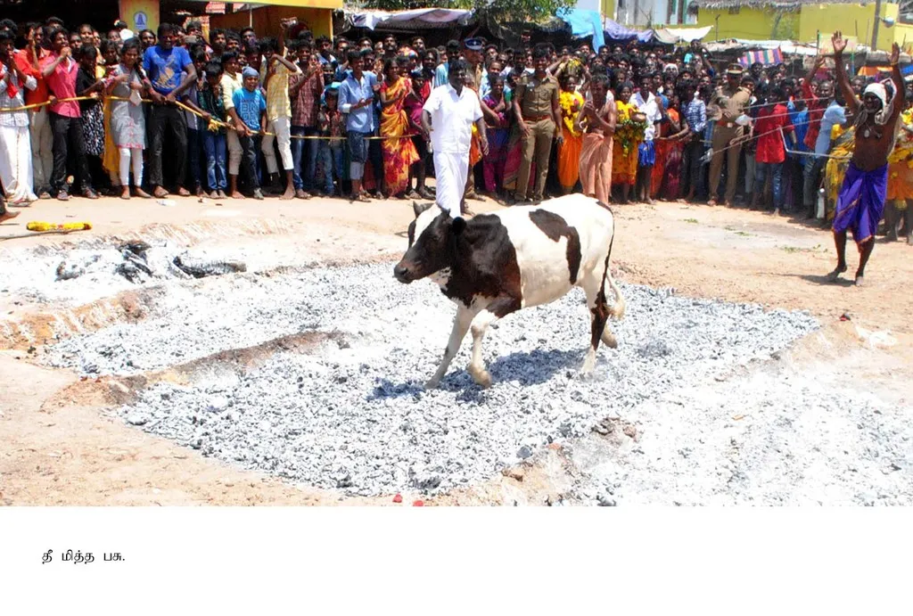 cow 