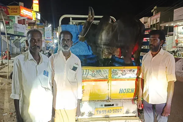 Temple bull theft incident A merchant who acted astutely