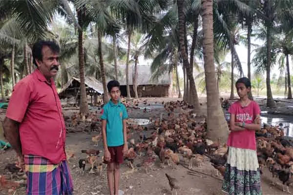 Farmer earns lakhs by raising domestic chickens at low cost