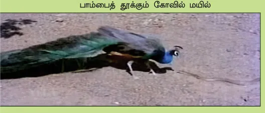 peacock