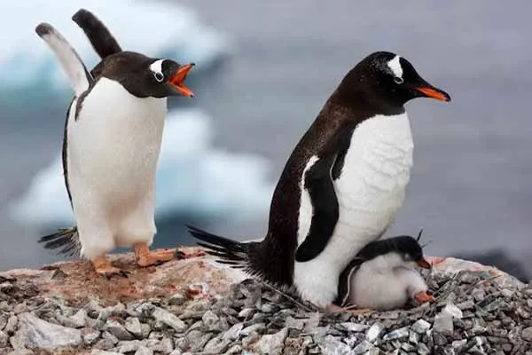 BJP demands Penguins should be given Marathi names