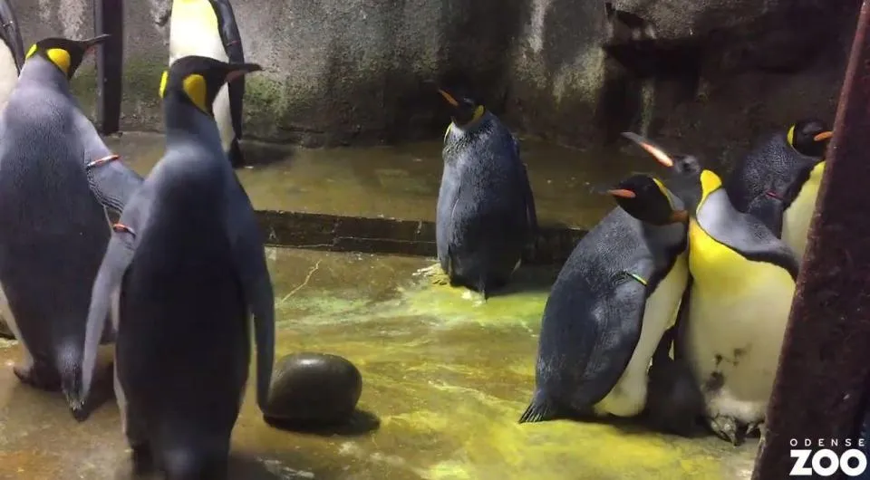 penguins