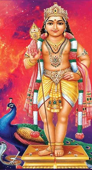 pecockmurugan