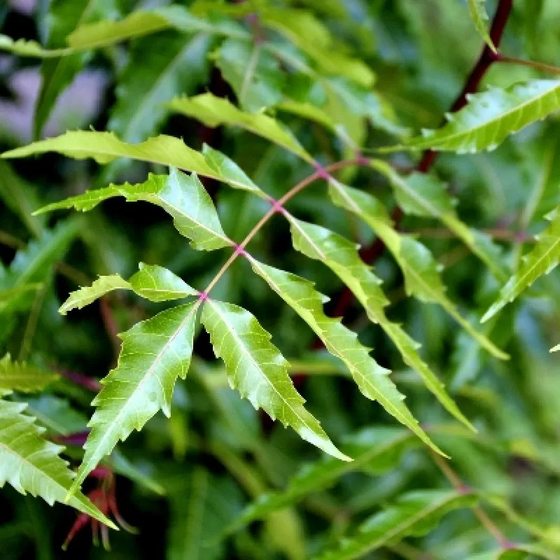 NEEM TREE