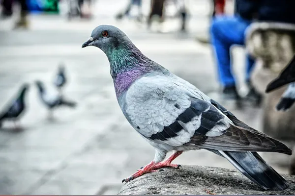 Pigeon arrested for spying and Released after 8 months