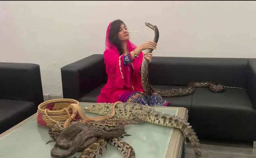rabi pirsada in trouble after posting video with wild animals