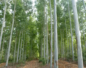 cut down the entire  Eucalyptus trees in pudukottai;compliment to the farmer 