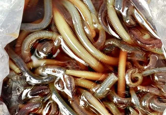  smuggling polykheds destroy marine resources