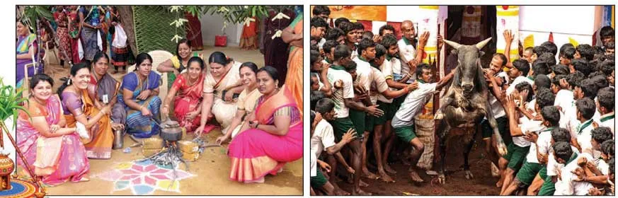 pongal