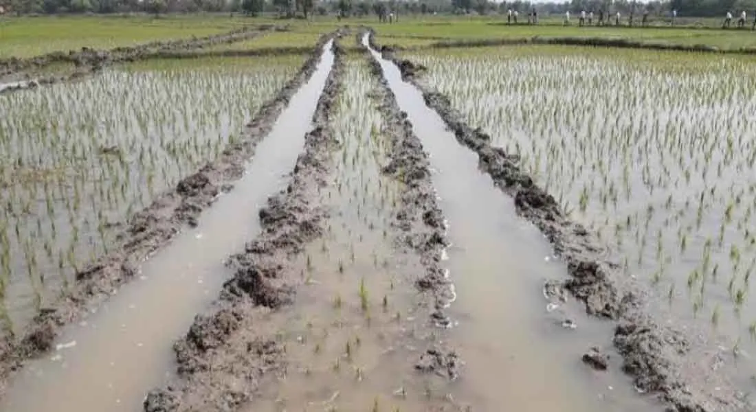  Gail company that destroys the planting field: farmer protest  
