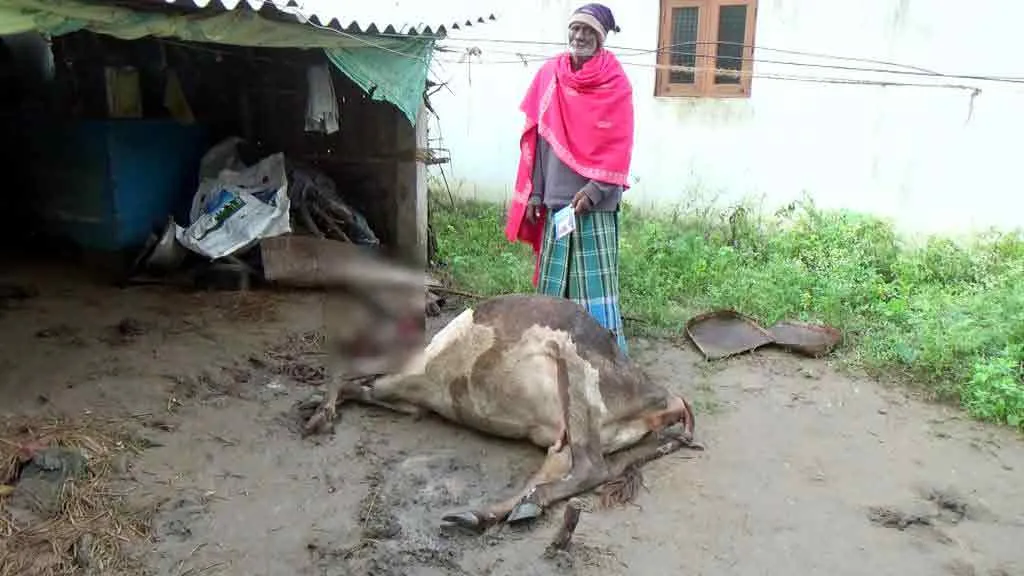 Mysterious animal...  The public fears