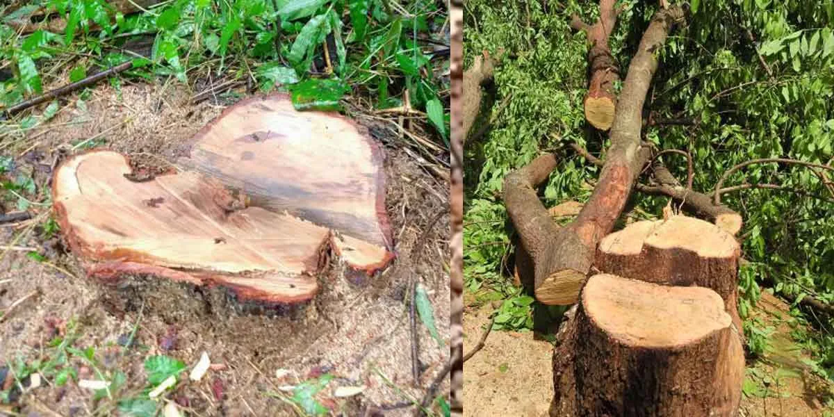 wood