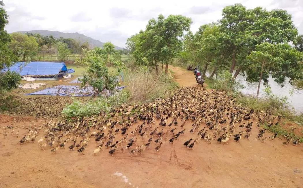 Kerala geese invading Tamil Nadu!