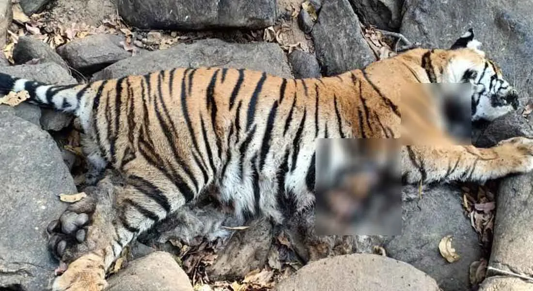 sathyamangalam forest tiger 