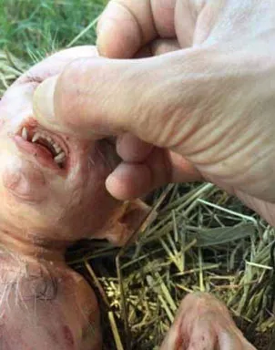 PIG 