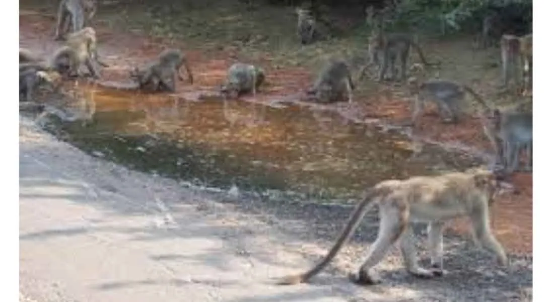 The summer that does not leave the Kodiyakkarai wildlife