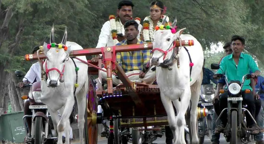 The culture of the  couple is the unchanging 'cow-cart' journey