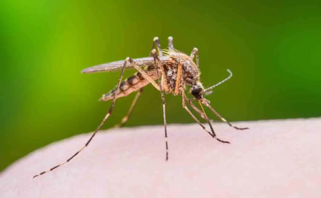 new research on spread of corona via mosquito 