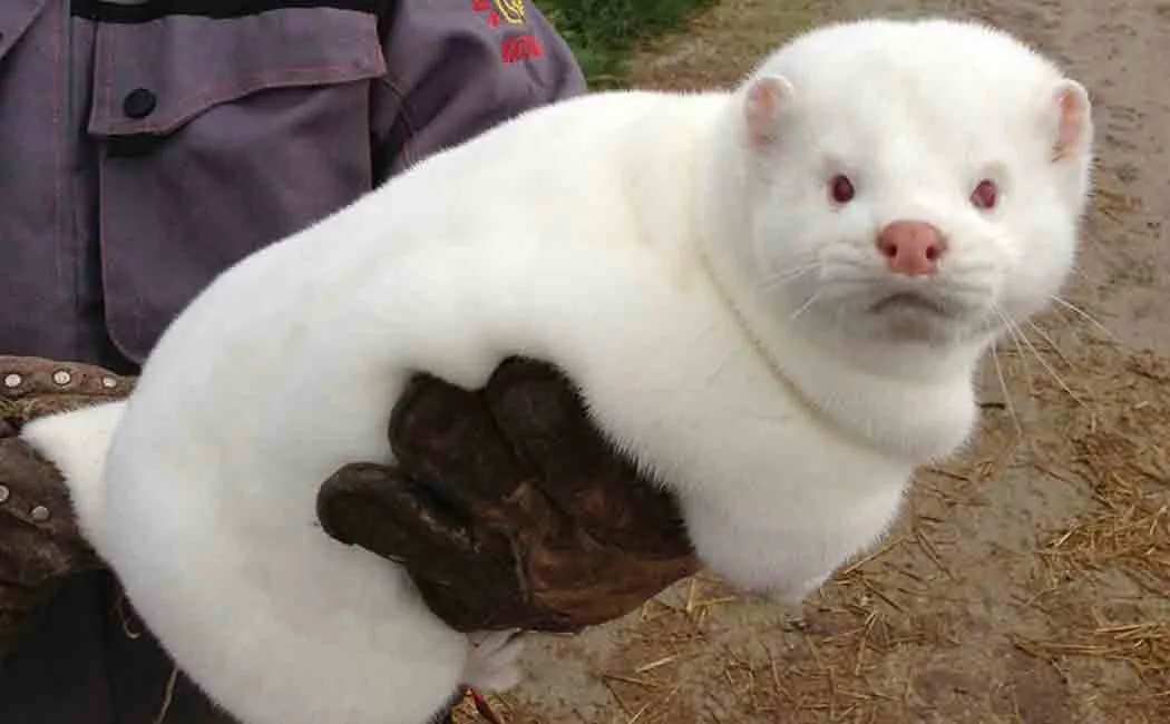 corona fear from minks