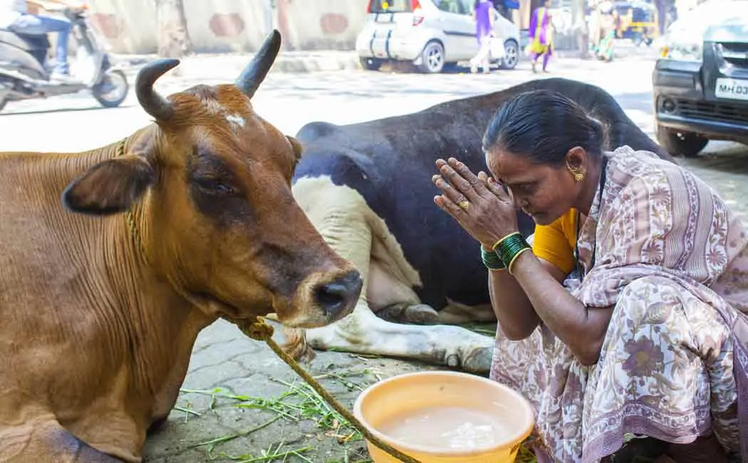 madhyapradesh goverment plans to levy gaumata tax