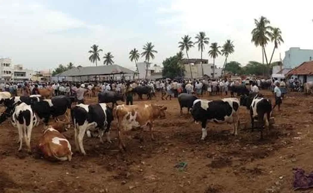 erode cattle market