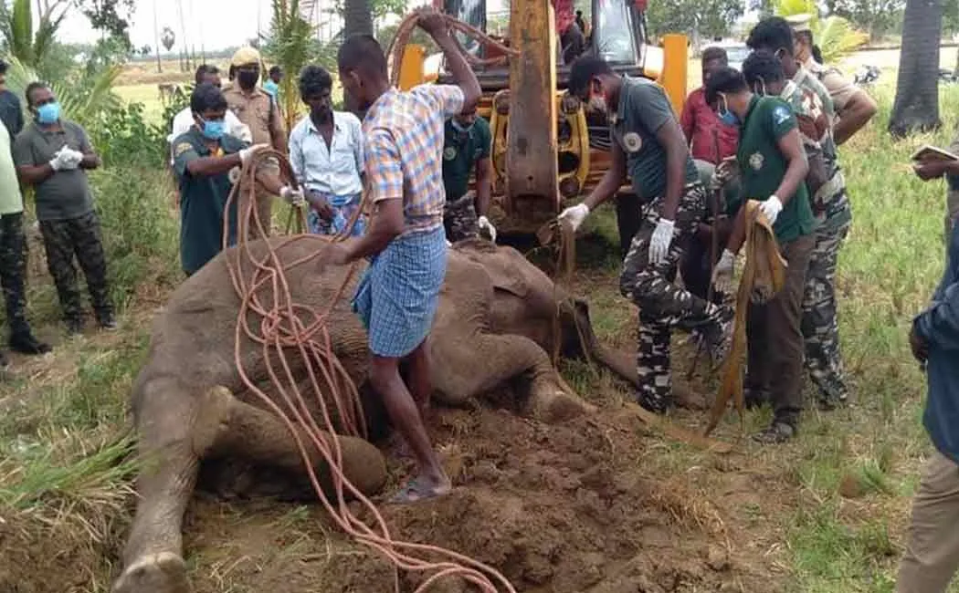 Pregnant elephant passes away 