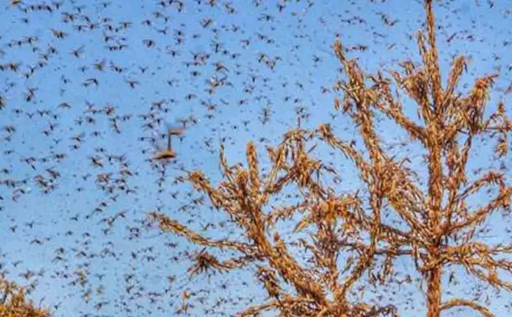 deforestation effect on corona and locust