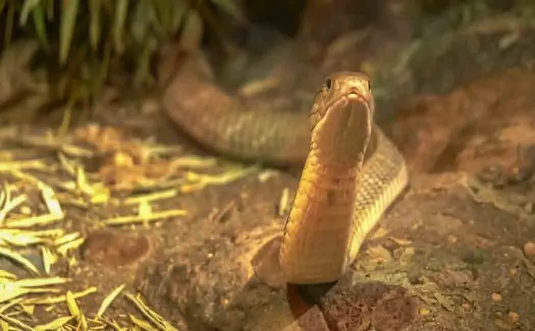 migrant worker wlaked 2000 km passed away after a snake bite