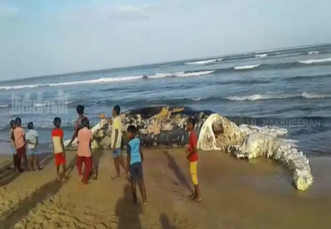 nellai district near Uwari The whale shore is secluded fishermen shocked