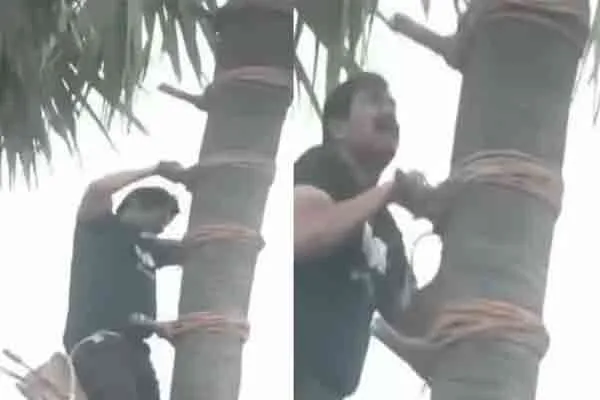 The man who climbed a palm tree and down the palm juice