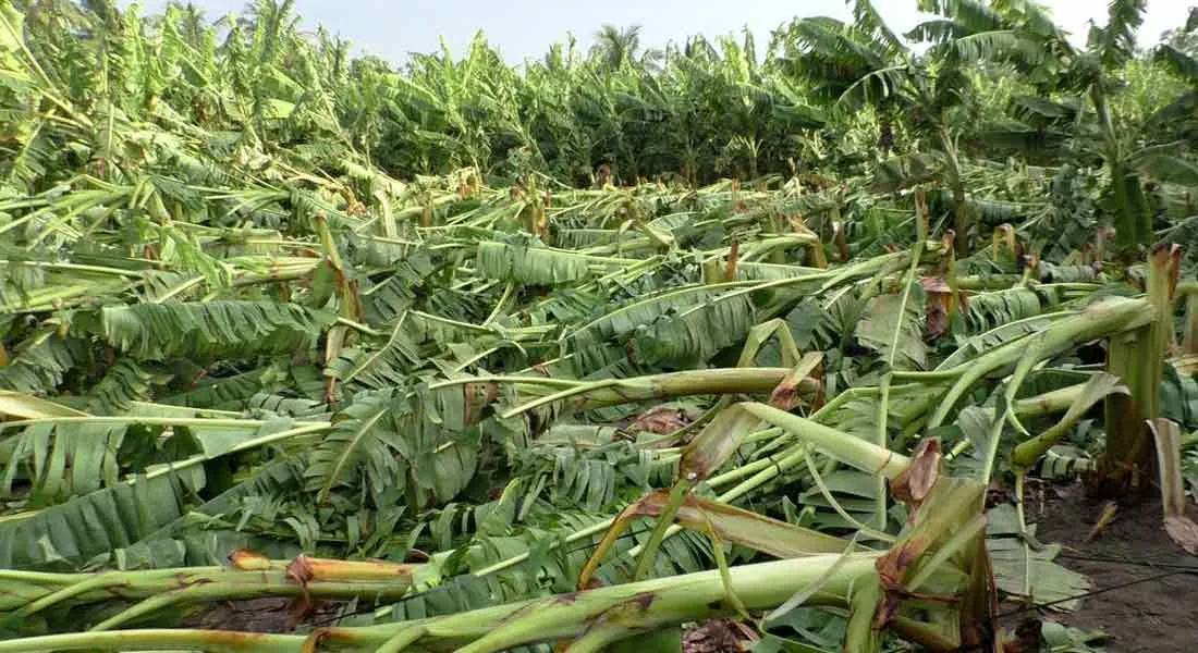  Banana Cultivation in erode