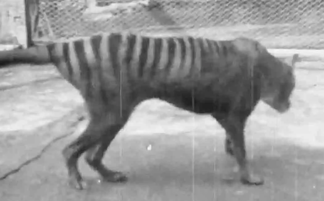 tasmanian tiger video goes viral